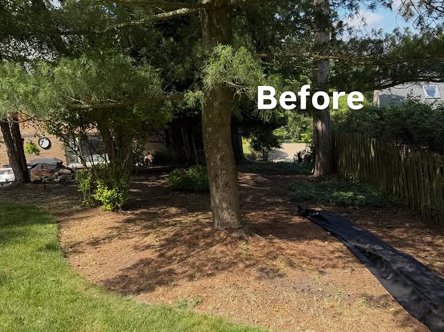 Bare, worn landscape bed under mature trees before mulch installation
